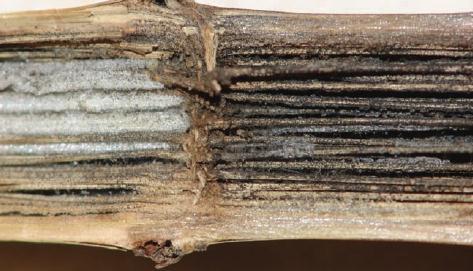 Among highly disintegrated pith tissues, the unique characteristic of charcoal rot is small black specks found within the vascular