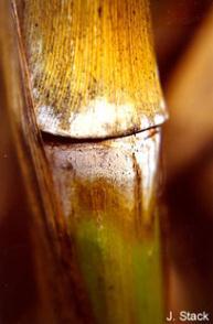 Fusarium stalk rot. J. Stack, University of Nebraska. Picture 11. Fusarium stalk rot.