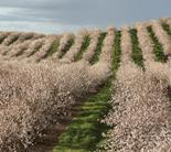 almonds is really about managing productive spur populations.
