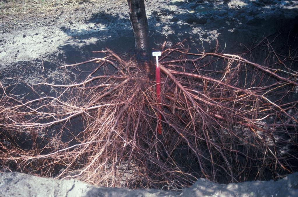 Typical WET plant root