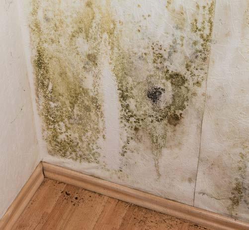 Keeping your home free from damp and mould Please remember that you are responsible for treating damp and black mould in your home and redecorating afterward.