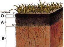 Soil pests 2: