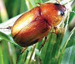 Sept Adult beetle
