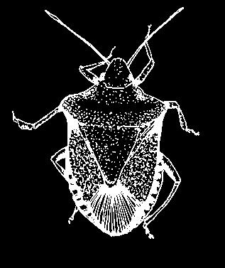 MINUTE PIRATE BUG Minute pirate bugs are tiny (one-eighth to one-quarter inch long) black and white insects that feed on thrips, mites, insect eggs and any kind of insect that they can catch.