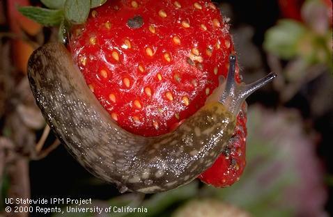 SLUGS Garden slug: Arion hortensis Little gray slug: Deroceras reticulatum How to Control Slugs Non-s Clean up garbage, weeds, boards, and other hiding places