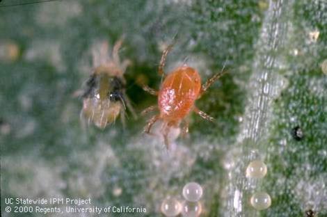 a red mite, eats the two
