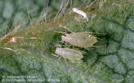 APHIDS Strawberry aphid: Chaetosiphon fragaefolii Use hand lens to identify Yellow-green, covered with hairs Peak in late March Causes black mold