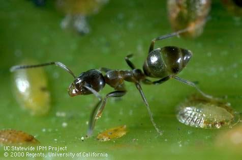 ANTS Argentine Ant: Linepithema humil Nest in the soil Will burrow deeper in dry conditions Form one large super colony Eat berries How to Control Ants Non- Locate the nest by following the trail of