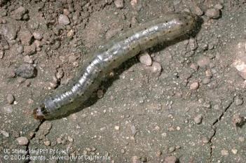 Black cutworm: Agrotis ipsilon Larva CUTWORMS How to Control Cutworms Non-s Monitor the