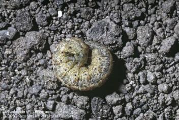 Cut back second year strawberries in the winter Variegated cutworm: Peridroma saucia