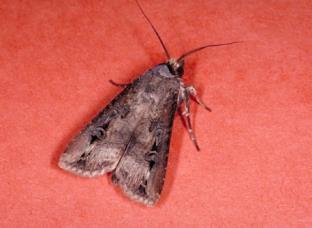 5 inches long, brown or gray Cutworms come out to eat at night Found at the base of the