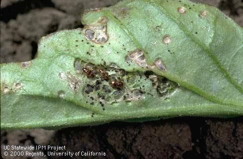 FLEA BEETLES flea beetles: Altica ignata Very Small (1.