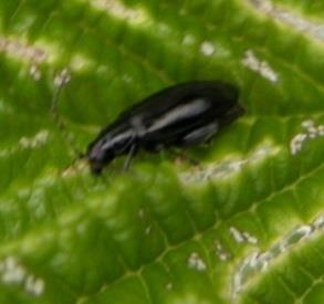 How to Control Flea Beetles Non- Monitor new transplants, young plants, and the borders of the fields in the springtime when damage is high Rotate fields with