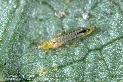 THRIPS western flower thrips: Frankliniella occidentalis How to Control Thrips Only treat if you