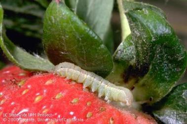 Small worm eats shoulder of berry How to Control Non-s Control weeds (very important- moths lay their eggs in the weeds)