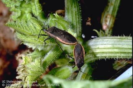 SQUASH BUGS Squash Bugs: Anasa tristis Eggs s Nymphs How to Control Non- Place wooden boards in garden