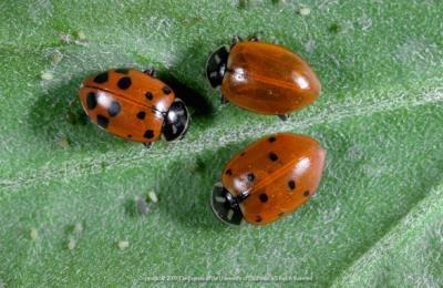 Ladybugs s and Larva eat