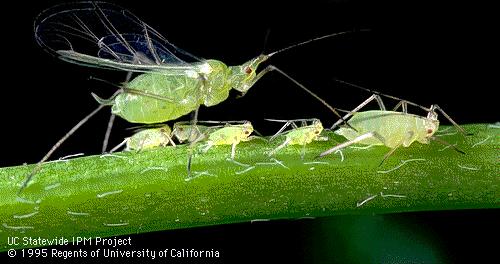 Aphids Check plants frequently undersides of leaves & growing points Probably vector most viruses Light Colored Aphids Easily controlled with Stylet Oil Insecticidal