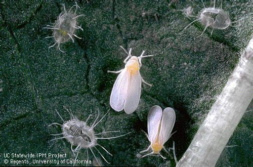 Whiteflies Complex life cycle.