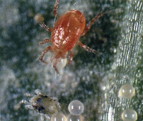 Phytoseiulus persimilis Conditions they need: Two-spotted mite