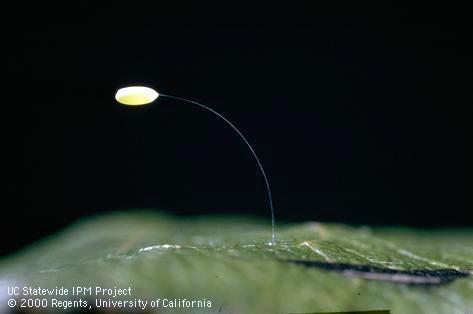 aphid Egg on