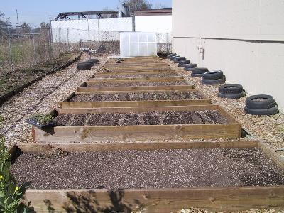 (These beds are made with untreated 2X10s.) The soil in a well made and maintained raised bed can be between 8 and 12 degrees F. warmer than the same soil in the surrounding garden areas.