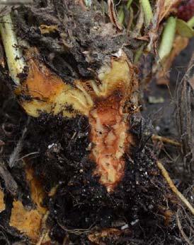 of anthracnose crown rot Photo by Frank Louws, North Carolina