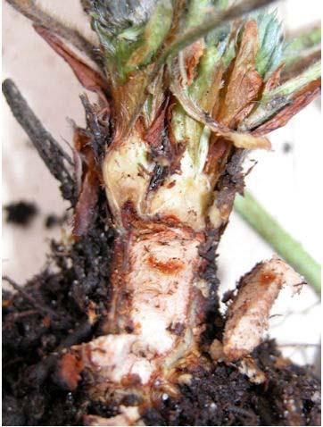Phytophthora Photo by OMAFRA Telling the difference between
