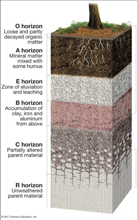 How Is Soil Organized?