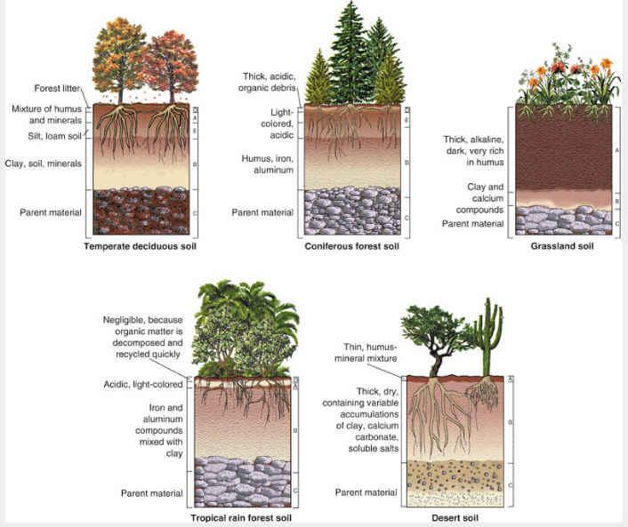 What Influences the Formation of Soil?