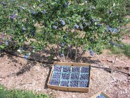 Pruning mature blueberry plants Goals: Maximize yield Maximize fruit size and