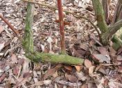 diseases Pruning mature blueberry plants remove 20% of the oldest canes each