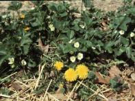Vertebrate pest management June Bearing strawberries produce one flush of flowers/fruit. Fruit is typically available for 2-3 weeks, ranging from late May-late June.