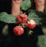 Brambles Disadvantages: Plants and Crops are vulnerable to