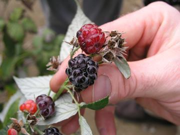Jewel Harvest: Bristol 6/9-6/30 Jewel 6/13-6/30 Avg berry