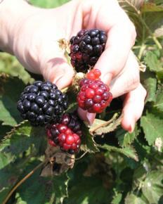 Recommended Erect Blackberry Cultivars Thorny Choctaw Shawnee Chickasaw Kiowa Recommended