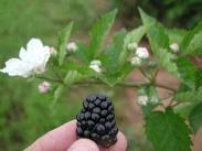 Apache primocane yield disappointing in MO Recommended Semi-erect Blackberry Cultivars Triple