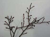 3-4 Year 1-2 Pruning young blueberry plants -
