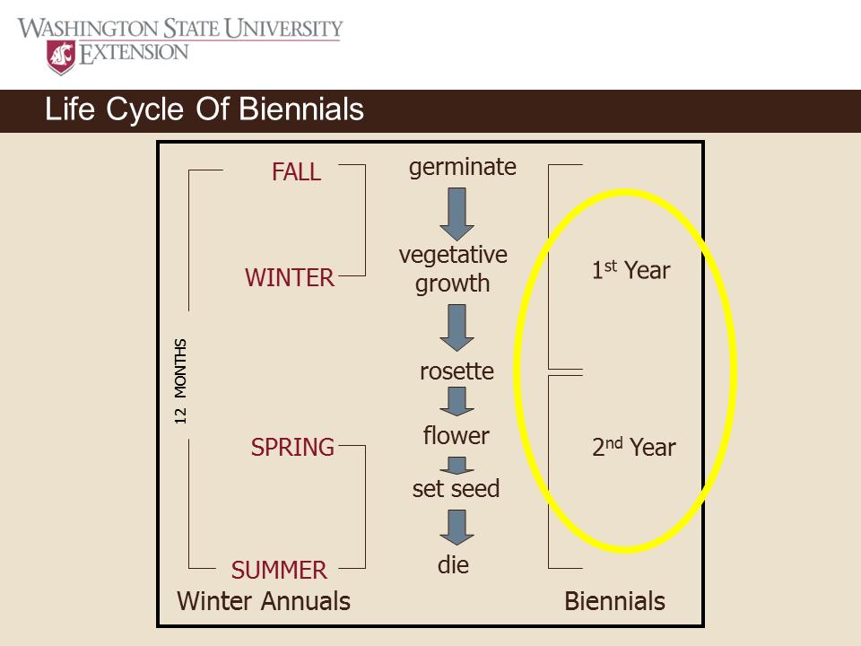 12 MONTHS Life Cycle Of Biennials FALL germinate WINTER vegetative growth