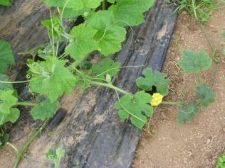 At Polmennor 15 Dudhi were planted outside but were very slow to grow and by 16 August four had survived. Crop management The Dudhi in the polytunnel were watered regularly (2-3 times per week).