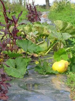Photos 31-33 Showing pumpkins producing small fruit which tended to rot and were affected by slug damage