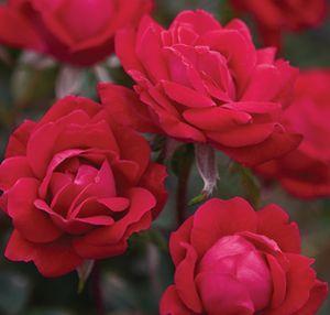 Double Bloomed Red Flowers The