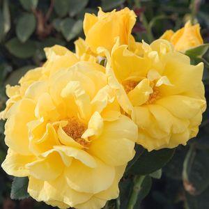Roses New Day Yellow