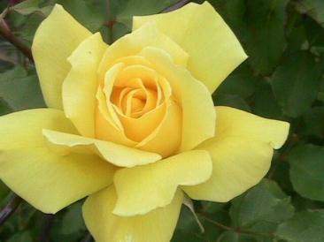 Miniature Rose Yellow