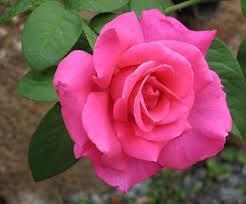 Pink Roses Perfume