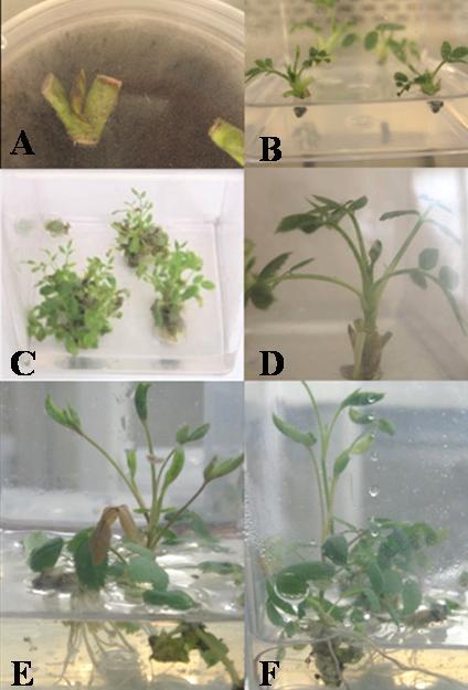 10890 Afr. J. Biotechnol. Figure 1. Stages of in vitro propagation of R. hybrida L. cv. Al-Taif Rose plant. A, Nodal cuttings explant harboring axillary buds on shoot initiation media with 0.