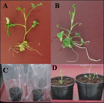 10892 Afr. J. Biotechnol. Figure 2. Acclimatization stage of R. hybrida cv. Al-Taif Rose plant. A and B, Plantlets with four to five roots of 3 to 5 cm length.