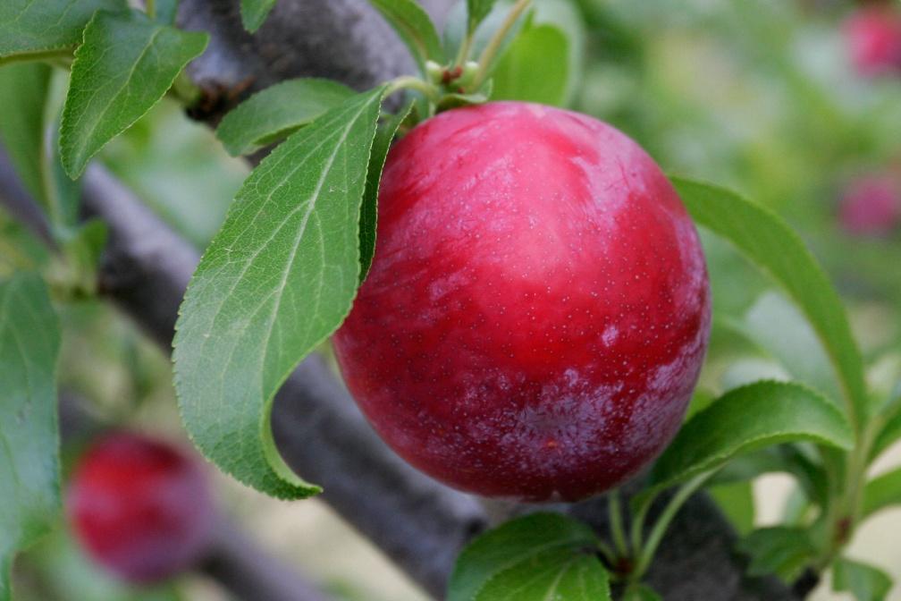 How Should Fruit Trees be Planted?