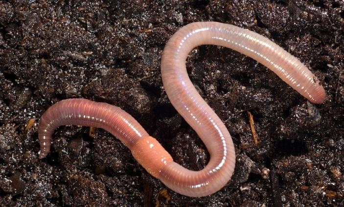 Earth-Kind Kitchen Worms Eat My Garbage Pest Free Homes