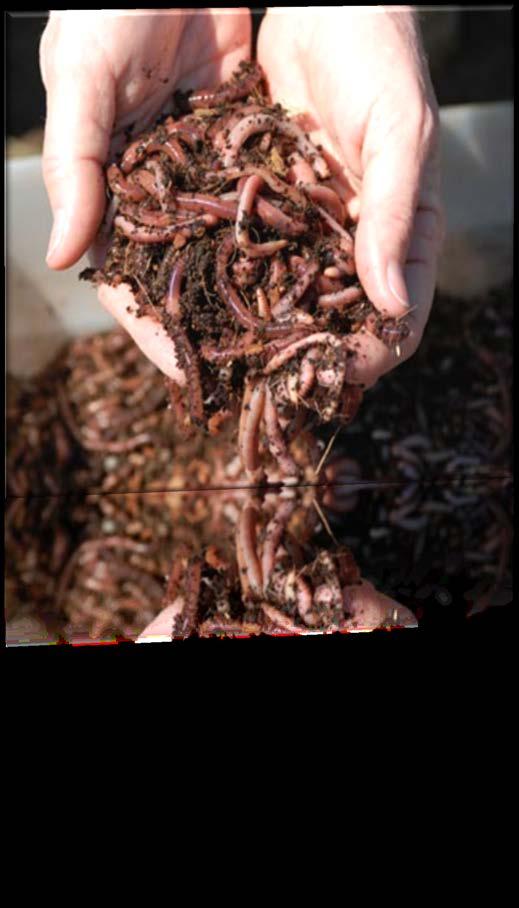 Home Vermicomposting Physical Structure Worm Bedding